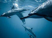 开云下载：让云端的力量为你加速每一次下载